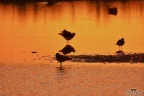 Birdwatching